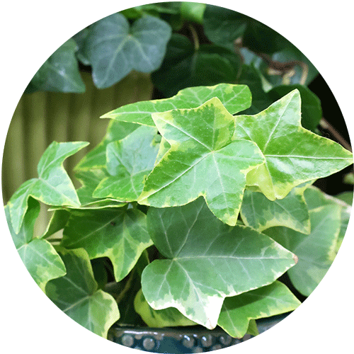 Variegated English Ivy houseplant with green and yellow leaves.